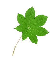 Fototapeta premium castor leaves on white background