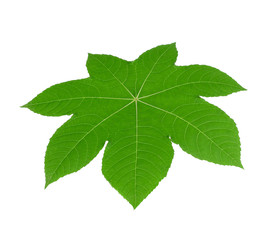 castor leaves on white background