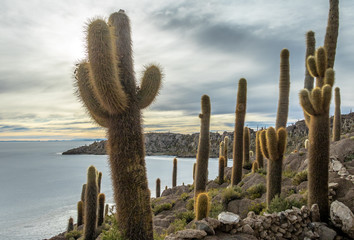 Incahuasi Cactus Island in Salar de Uyuni salt flat - Potosi Department, Bolivia