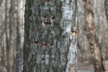 Woodpecker holes