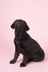 Chocolate Labrador puppy on pink background