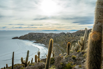 Incahuasi Cactus Island in Salar de Uyuni salt flat - Potosi Department, Bolivia