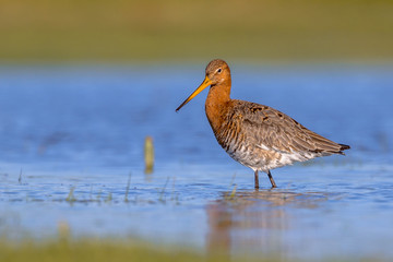 Black tailed Godwit standing and looking in shallow water