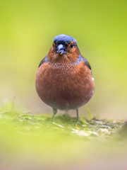 Chaffinch on lawn frontal