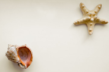 Shell and starfish on a yellow background