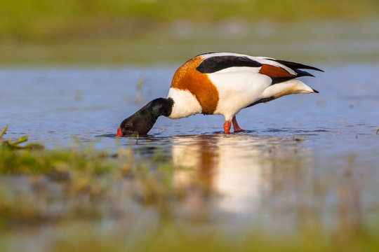 Common shelduck feeding in a wetland