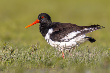 Eurasian oystercatcher looking in camera