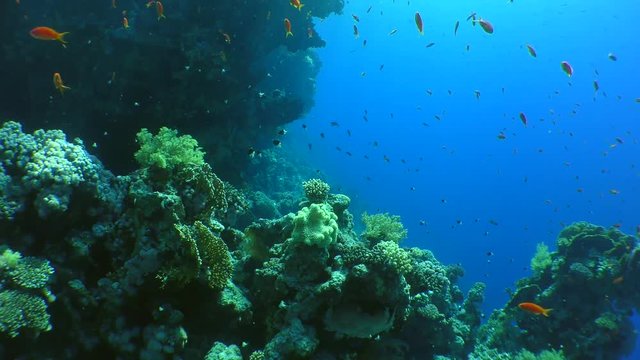 Flocks of small exotic fish (Pseudanthias squamipinnis, Lyretail Anthias) over a coral reef.
