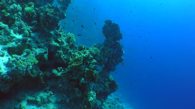 The camera is approaching the picturesque ledge of a coral reef.
