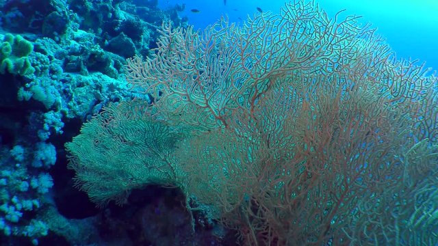 Picturesque bush Gorgonian fan coral (Subergorgia mollis).
