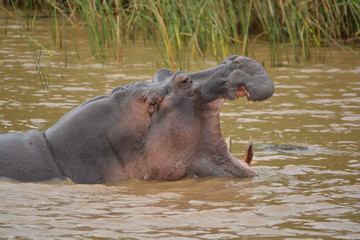 G&auml;hnendes Flusspferd von der Seite