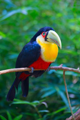 Colorful tucan