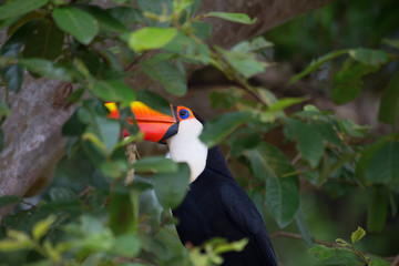 Colorful tucan