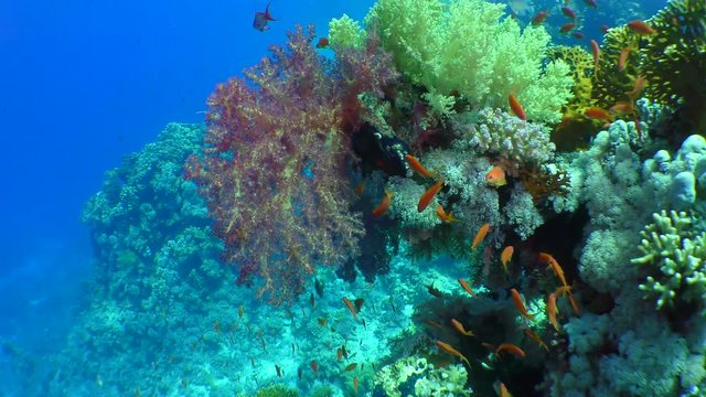 Movement of the camera along the ledge of a coral reef covered with various kinds of corals.
