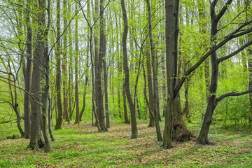 Spring forest landscape. Natural green color.
