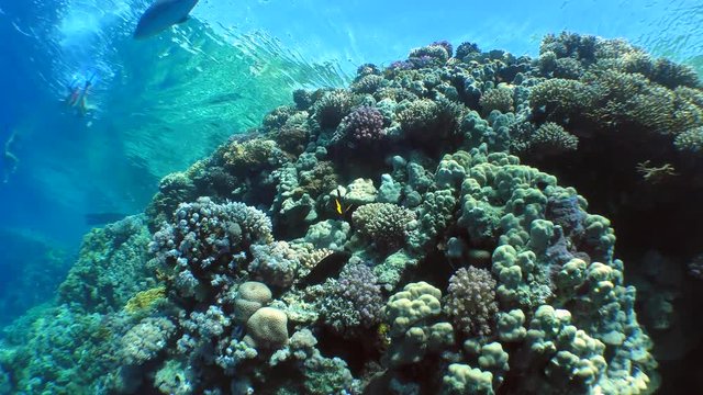 The camera slowly rises along the brightly colored top of the coral reef.

