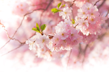 Obraz premium Spring border background with pink blossom