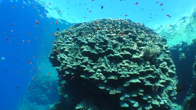 The camera approaches the picturesque ledge of a coral reef covered with Dome Coral or Hump Coral (Porites nodifera).
