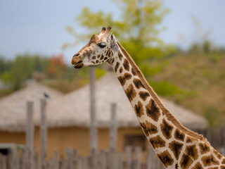 Obraz premium Southern giraffe near african village
