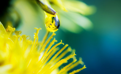 dew drop on flower