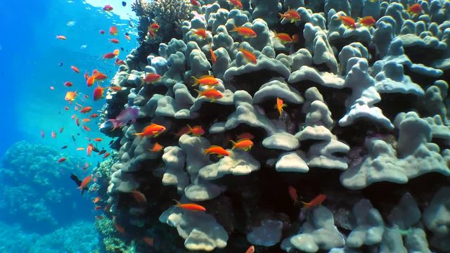 The camera moves along the Dome Coral or Hump Coral (Porites nodifera) surrounded by bright fish.
