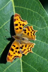 Obraz premium C-Falter (Polygonia c-album) auf einem Walnussblatt