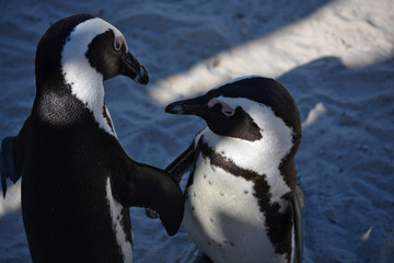 Obraz premium Pinguine geben sich die Hand