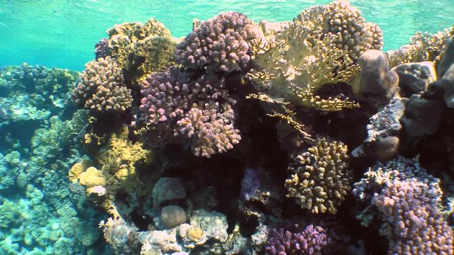 Movement of the camera along the upper edge of the coral reef covered with a variety of brightly colored corals.
