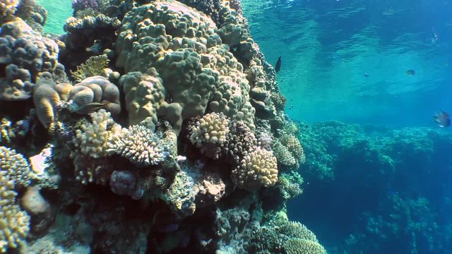 Vertical movement of the camera along the wall of a coral reef covered with various kinds of brightly colored corals.
