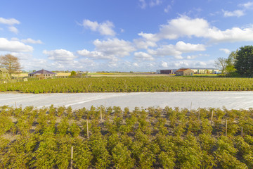 Plantation field of Cannabis in The Netherlands