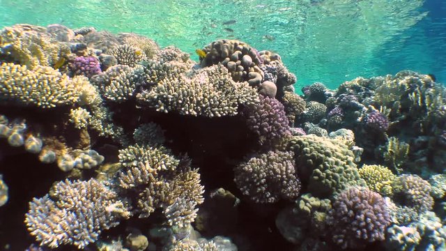 The movement of the camera along the upper edge of the coral reef is covered with a variety of bright coral species.
