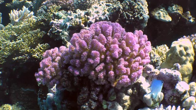 The camera moves along the light purple bush Cauliflower Coral (Pocillopora damicornis).

