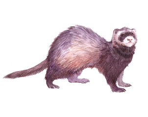 Watercolor single ferret animal isolated on a white background illustration.

