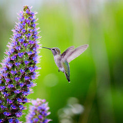 Fototapeta na wymiar A Hummingbird