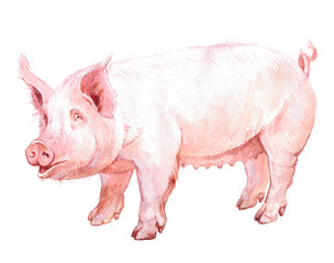 Watercolor single pig animal isolated on a white background illustration.
