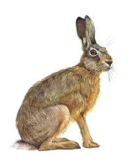 Foto op Aluminium Watercolor single hare animal isolated on a white background illustration. © PYRAMIS