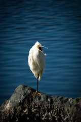 The Snowy Egret