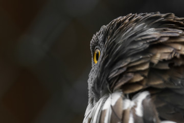 Wespenbussard im Portrait
