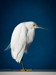 The Snowy Egret