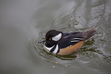Hooded Merganser (Lophodytes cucullatus)