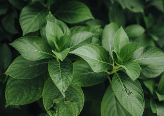 Green leaves of hydrangea.