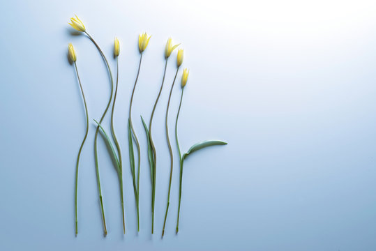 Fototapeta Flowers on a light blue background