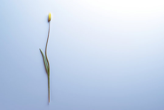 Fototapeta Flower on a light blue background