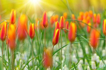 Piękny widok kolorowych tulipanów w słońcu - obrazy, fototapety, plakaty