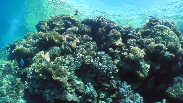 The movement of the camera along the wall of a coral reef covered with various kinds of corals.
