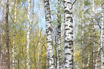 Fototapeta premium Trunks of birch trees in forest / birches in sunlight in spring / birch trees in bright sunshine / birch trees with white bark / beautiful landscape with white birches