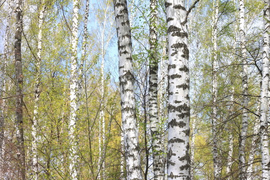 Trunks of birch trees in forest / birches in sunlight in spring / birch trees in bright sunshine / birch trees with white bark / beautiful landscape with white birches