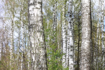 Obraz premium Trunks of birch trees in forest / birches in sunlight in spring / birch trees in bright sunshine / birch trees with white bark / beautiful landscape with white birches