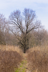Solitaire tree on spring season