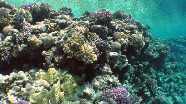 Movement of the camera along the coral reef covered with various kinds of corals.
